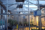 plexiglassgreenhouseauckland
